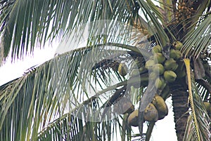 Coconut Tree In Sri Lanka Village photo